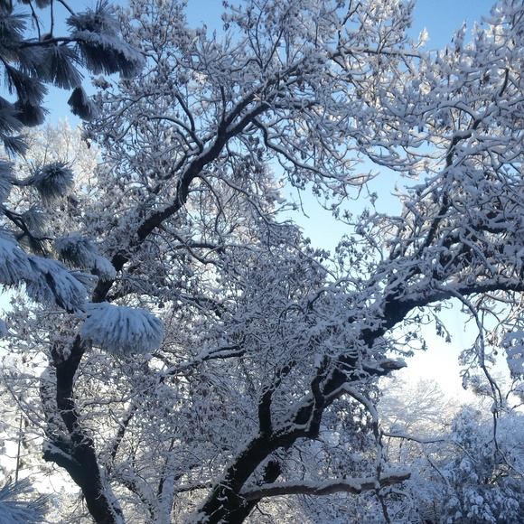 Peace - Picture 2 of 2